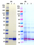 Recombinant Lassa virus Z protein - Figure 1 of 1