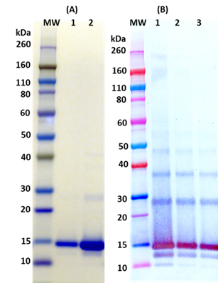 Recombinant Lassa virus Z protein - Figure 1 of 1