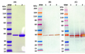 Recombinant S. aureus LukA-LukB (tag free) - Figure 1 of 1
