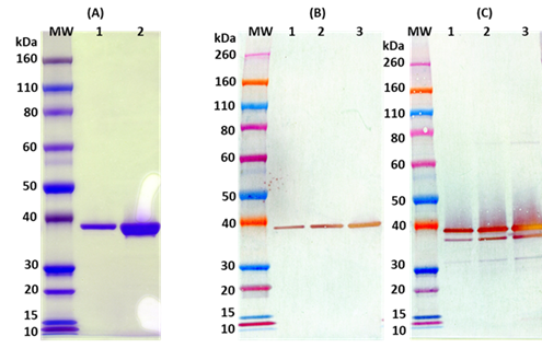 Recombinant S. aureus LukA-LukB (tag free) - Figure 1 of 1