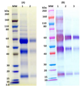 Recombinant Zaire Ebola virus (GPΔmuc) (Sf9) - Figure 1 of 1