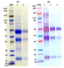 Recombinant Zaire Ebola virus (GPΔmuc) (Sf9) - Figure 1 of 1