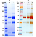 Recombinant Zaire Ebola virus (GPΔmuc) (S2) - Figure 1 of 1