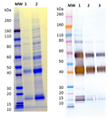 Recombinant Sudan Ebola virus (GPΔmuc) (Sf9) - Figure 1 of 1