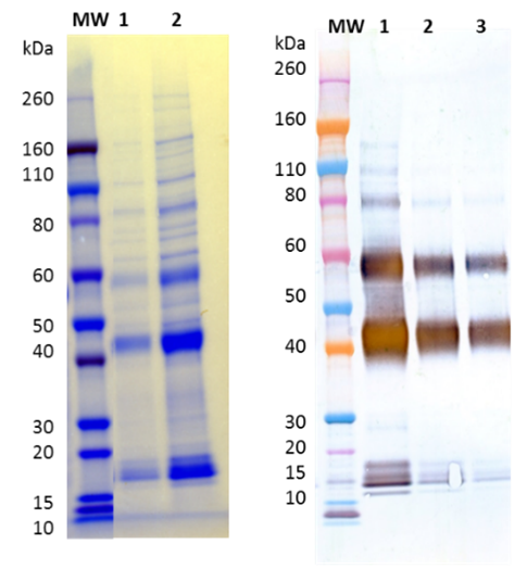 Recombinant Sudan Ebola virus (GPΔmuc) (Sf9) - Figure 1 of 1