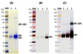 Recombinant Ravn Virus GPΔmuc (S2) - Figure 1 of 1