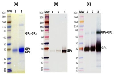 Recombinant Ravn Virus GPΔmuc (S2) - Figure 1 of 1