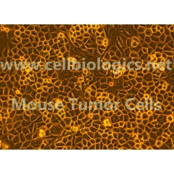 Mouse Tumor Lung Epithelial Cells (Hu Lung Cancer Origin) product image