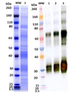 Recombinant Angola Marburg virus GPΔmuc (Sf9) - Figure 1 of 1