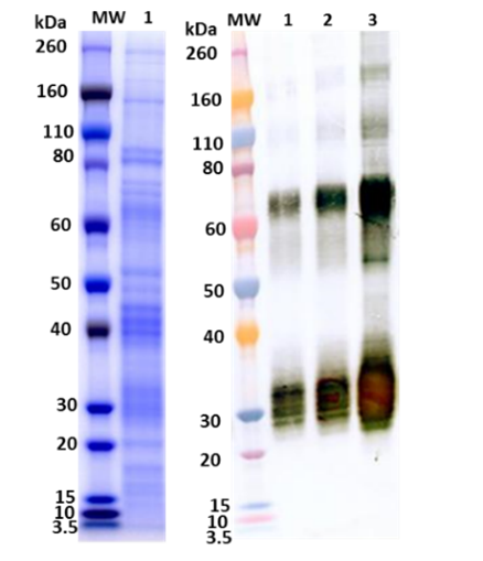 Recombinant Angola Marburg virus GPΔmuc (Sf9) - Figure 1 of 1
