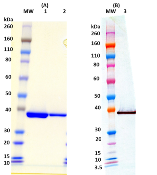 Recombinant LukF-PV (His-tagged, C-terminus) - Figure 1 of 1