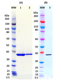 Recombinant LukD (tag free) - Figure 1 of 1