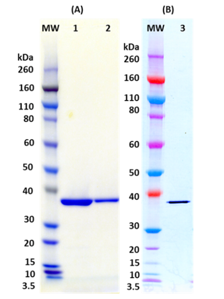 Recombinant LukD (tag free) - Figure 1 of 1