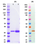 Recombinant LukE (tag free) - Figure 1 of 1