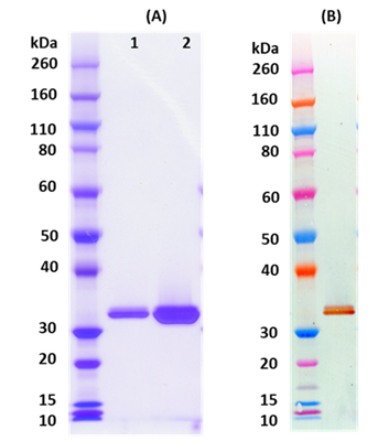 Recombinant LukE (tag free) - Figure 1 of 1