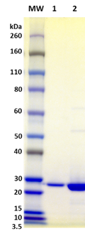 Recombinant Staphylococcal Enterotoxin K (SEK) - Figure 1 of 1