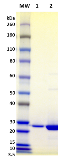 Recombinant Staphylococcal Enterotoxin K (SEK) - Figure 1 of 1