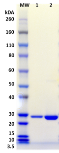 Recombinant Staphylococcal Enterotoxin Q (SEQ) - Figure 1 of 1