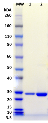 Recombinant Staphylococcal Enterotoxin Q (SEQ) - Figure 1 of 1