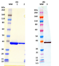 Recombinant LukF-PV (His-tagged, C-terminus) - Figure 1 of 1