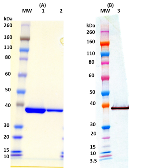 Recombinant LukF-PV (His-tagged, C-terminus) - Figure 1 of 1