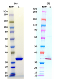 Recombinant LukS-PV (tag free) - Figure 1 of 1