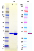 Recombinant LukF-PV (tag free) - Figure 1 of 1