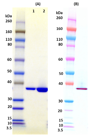 Recombinant LukF-PV (tag free) - Figure 1 of 1