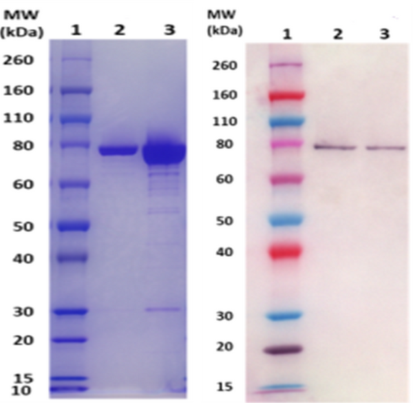 IsdB protein (staph) - Figure 1 of 1
