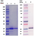 Csa1A protein (staph) - Figure 1 of 1