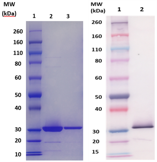 Csa1A protein (staph) - Figure 1 of 1