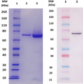 rCflA protein (staph) - Figure 1 of 1