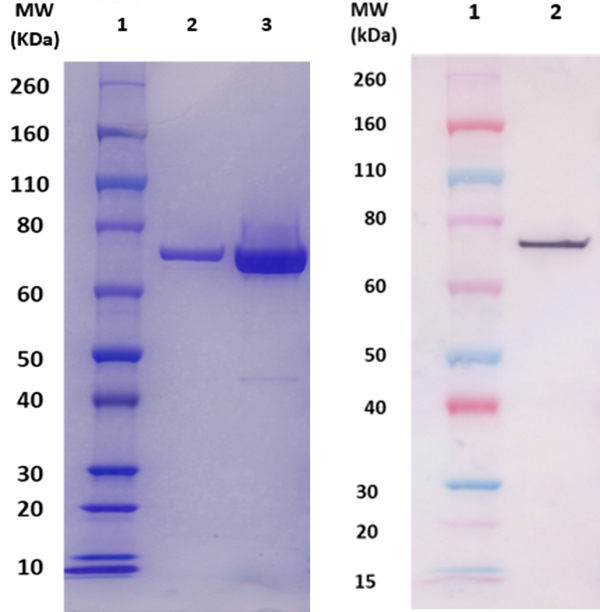 rCflA protein (staph) - Figure 1 of 1