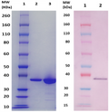 FhuD2 protein (staph) - Figure 1 of 1