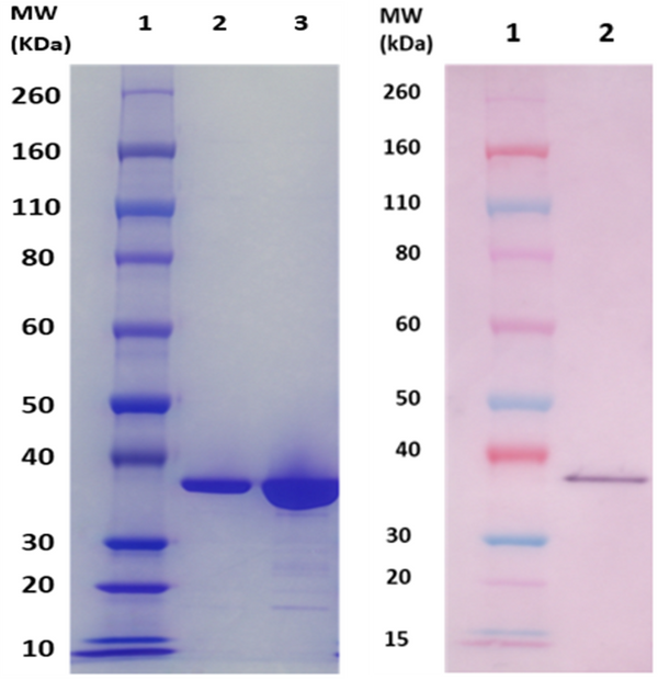 FhuD2 protein (staph) - Figure 1 of 1
