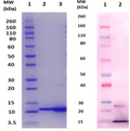 EsxB protein (staph) - Figure 1 of 1