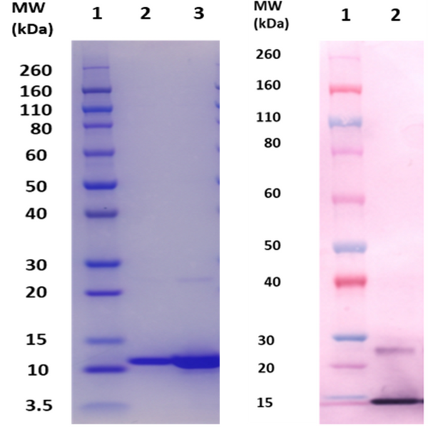 EsxB protein (staph) - Figure 1 of 1