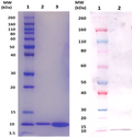 EsxA protein (staph) - Figure 1 of 1