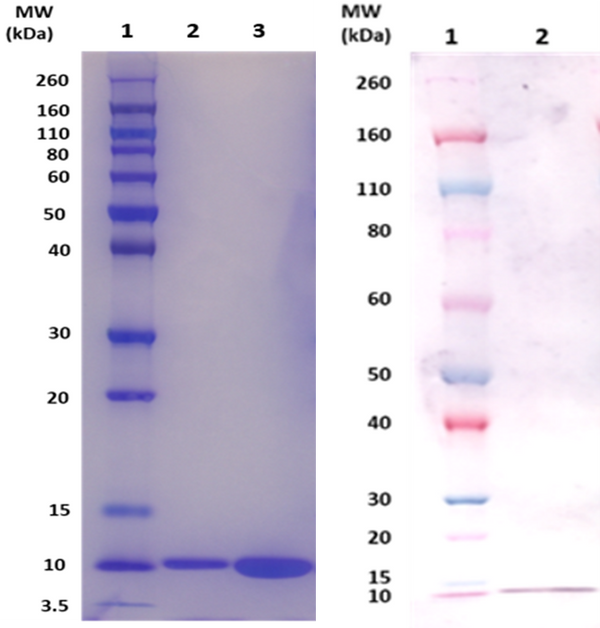 EsxA protein (staph) - Figure 1 of 1
