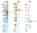 Ebola virus-like particles (EBOV VLP) - Figure 1 of 1