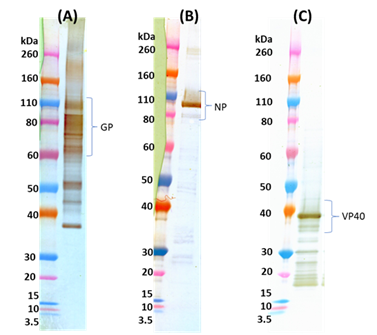 Ebola virus-like particles (EBOV VLP) - Figure 1 of 1