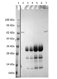 Recombinant Zika Ns2B-Ns3 (S2) protein - Figure 1 of 1