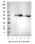 Recombinant Zika Ev2-monomer (S2) protein - Figure 1 of 1