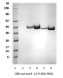 Recombinant Zika Ev2-monomer (S2) protein - Figure 1 of 1
