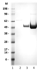 Recombinant West Nile virus protein - Figure 1 of 1