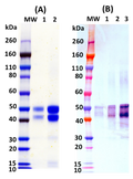 Recombinant EEEV E2 GP (E3E2) - Figure 1 of 1