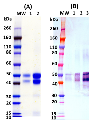 Recombinant EEEV E2 GP (E3E2) - Figure 1 of 1