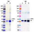 Recombinant WEEV E2 GP (E3E2) - Figure 1 of 1