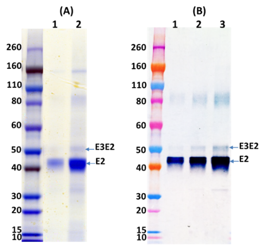 Recombinant WEEV E2 GP (E3E2) - Figure 1 of 1