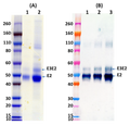 Recombinant WEEV E2 GP (E3E2) - (mammalian) - Figure 1 of 1